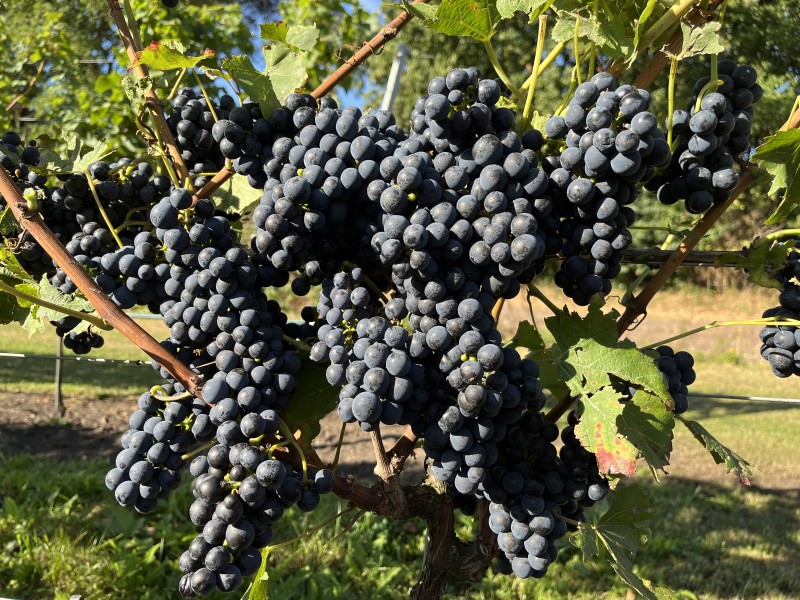 Wijngaard de Mandjesberg