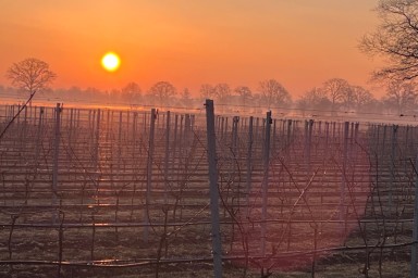 2026: Introductie van 12 nieuwe wijnen!