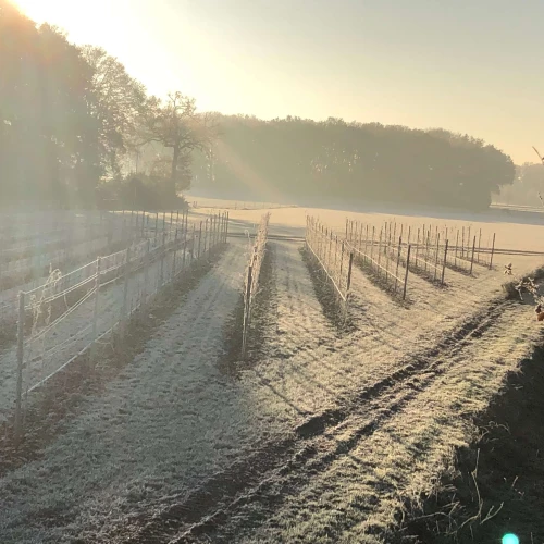 Frost